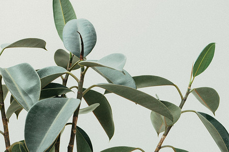 6 самых частых болезней комнатных растений и как их лечить