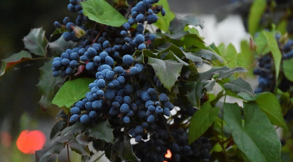 Как посадить виноград весной черенками: правила посадки и выращивания