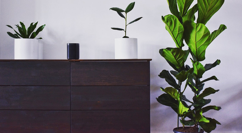 Выбираем комнатное растение онлайн: 6 важных моментов, которые нужно знать