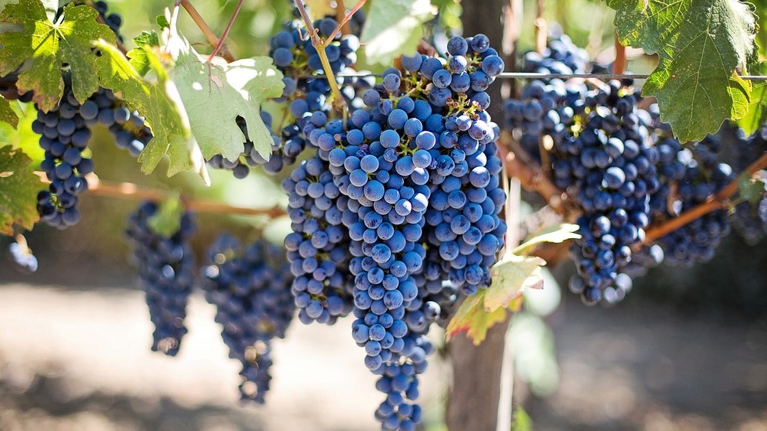 Как посадить виноград весной черенками: правила посадки и выращивания