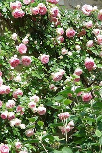 От выбора места до ухода: правильная посадка плетистой розы весной в открытый грунт