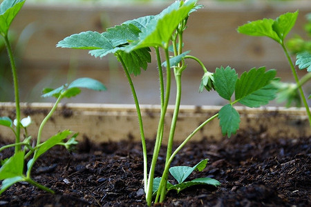 4 вида грядок под клубнику и их правильная подготовка весной своими руками