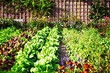 Для неопытных садоводов: 5 советов о том, как создать свой первый огород
