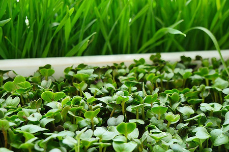 Что можно посадить в мае: 7 видов овощей и 6 цветов