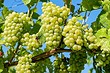 Подробно и пошагово: как посадить виноград саженцами весной