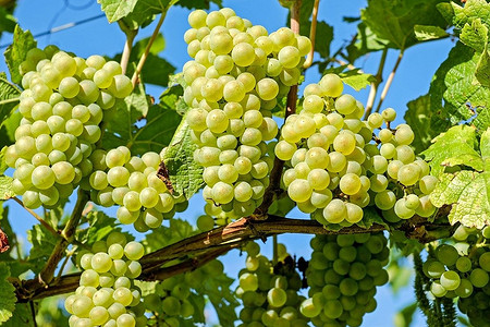 Подробно и пошагово: как посадить виноград саженцами весной