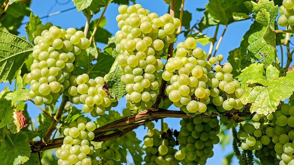 Как успешно посадить виноград весной: наше руководство
