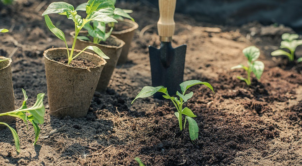 Топ-7 популярных ошибок начинающего огородника (и как их не допустить)