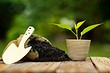 8 растений, из которых можно сделать удобрения (и сэкономить!)