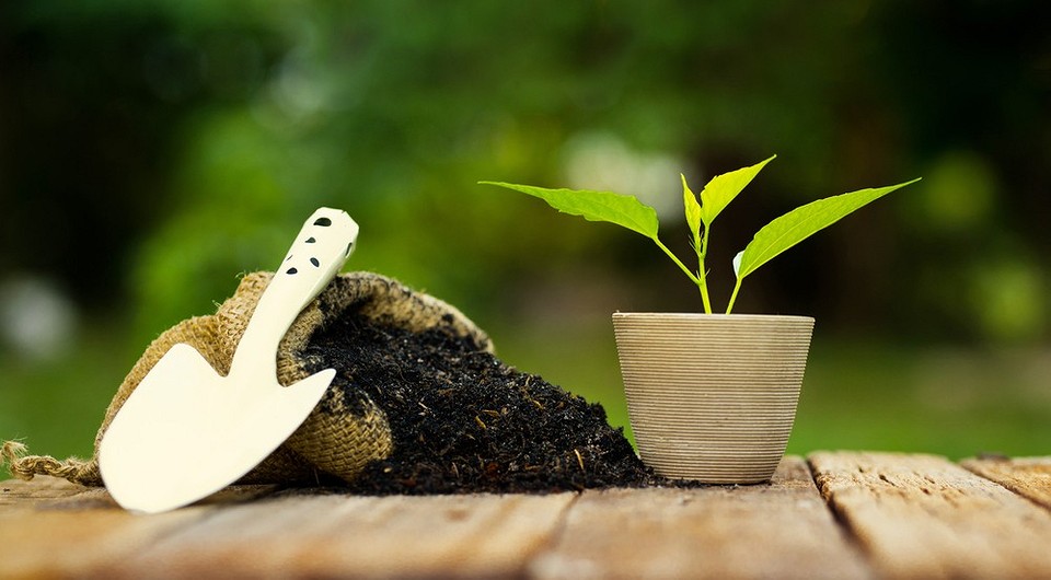 8 растений, из которых можно сделать удобрения (и сэкономить!)