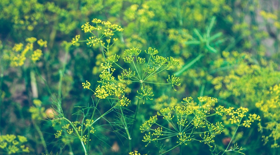 10 растений для дачи, с которыми вы больше не вспомните о вредителях на вашем участке