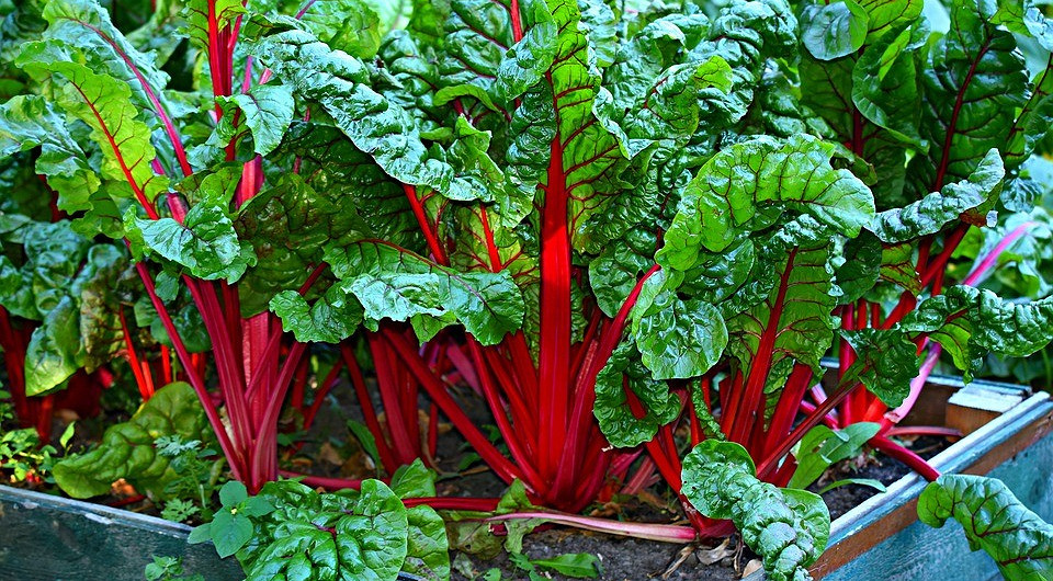 Пошаговый план по созданию своего первого огорода: в новом видео в «Одноклассниках»