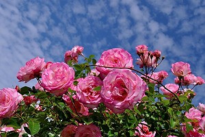Почему не цветут розы: 10 возможных причин