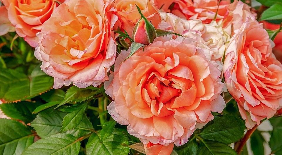Почему не цветут розы: 10 возможных причин