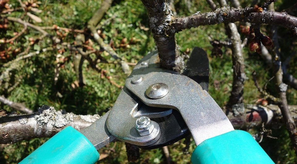 Как правильно обрезать дерево: когда и как проводить