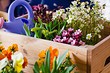 5 способов оформить сад цветами в контейнерах (во-первых, это просто)