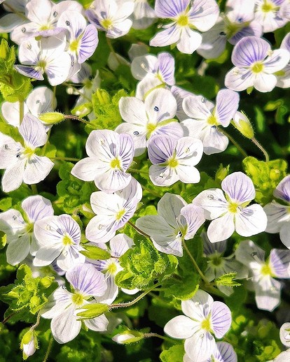 Episcia - Эписция, start page Урок «Окружающий мир». Тема: