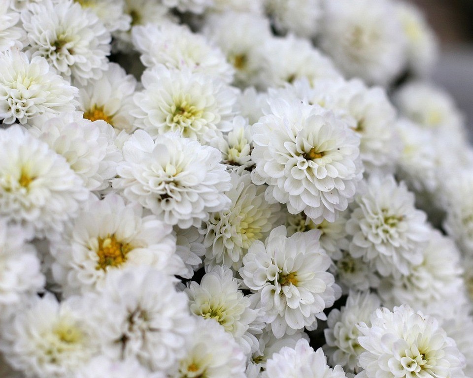 6 неприхотливых многолетних цветов для оформления бордюров на участке (красиво и просто!)