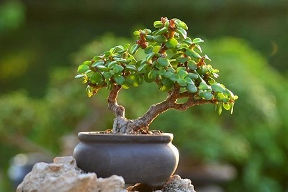 Растение дерево в горшке