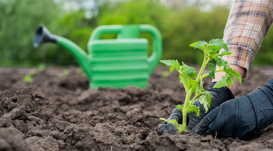 8 съедобных растений, которые еще не поздно посадить на участке