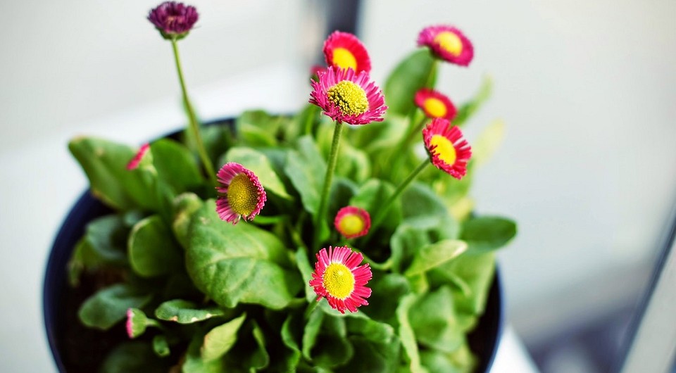8 натуральных удобрений для комнатных цветов, которые есть на вашей кухне