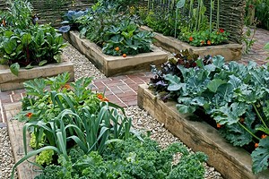 Красиво и полезно: 10 овощей, которые можно посадить, чтобы украсить грядку