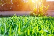 Зеленая лужайка у вас дома: выбираем газонную траву
