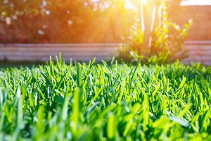 Выбираем лучшую газонную траву: фото, название, описание