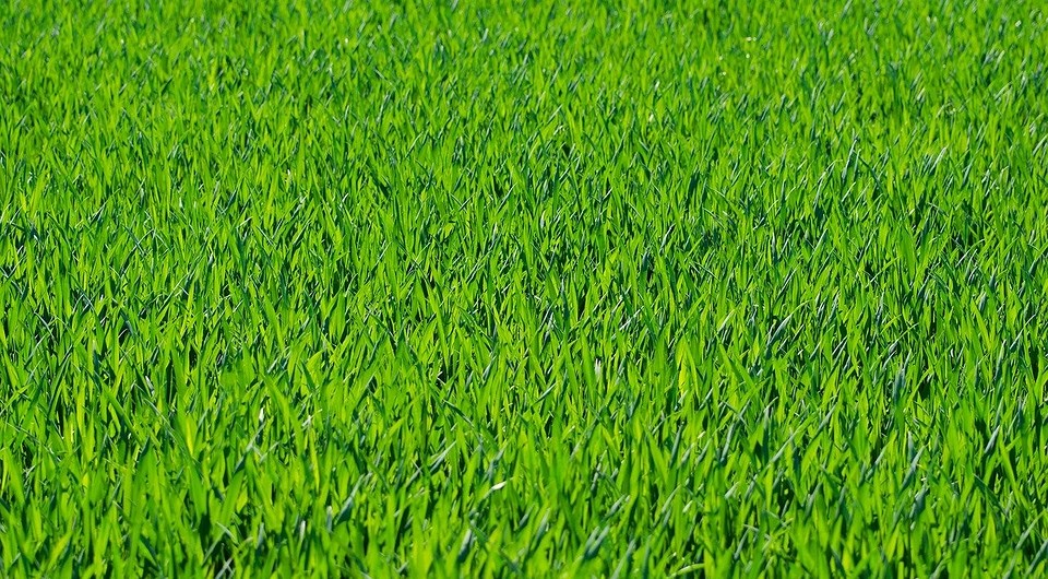 Выбираем лучшую газонную траву: фото, название, описание