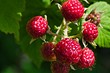 6 неприхотливых ягодных кустарников, которые вы еще успеете посадить