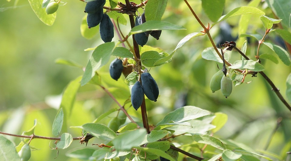 6 неприхотливых ягодных кустарников, которые вы еще успеете посадить