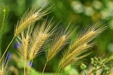 12 распространенных видов сорняков на даче с фото