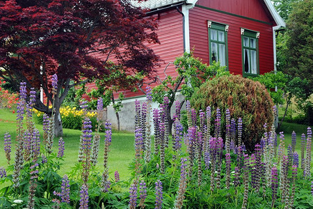 8 важных дел, которые нужно успеть сделать в августе на дачном участке