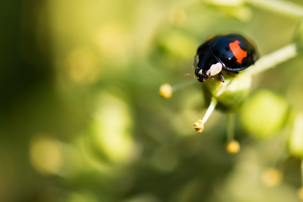 6 полезных насекомых для вашего сада (не спешите их прогонять!)