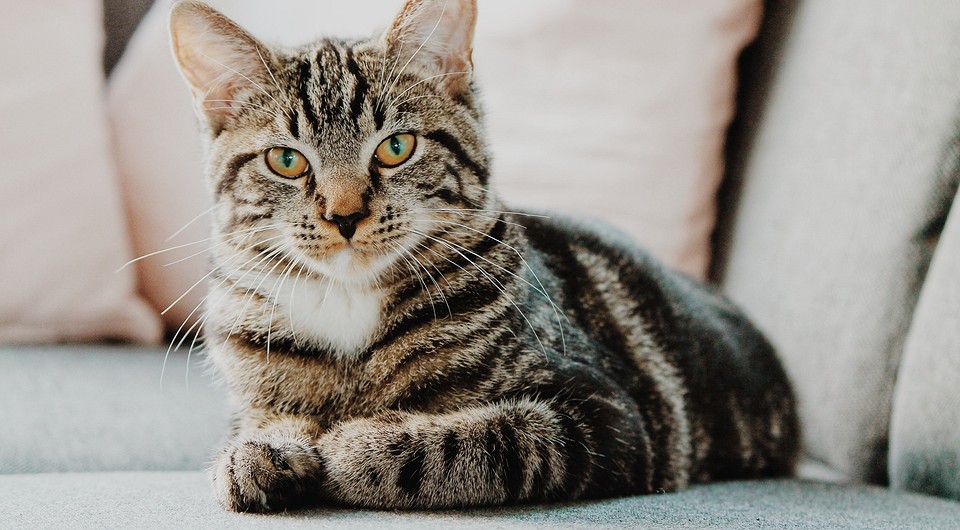 Как убрать кошачий запах в квартире: 12 способов как избавиться от запаха  кошачьей мочи | ivd.ru