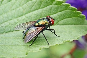Как избавиться от мух в доме и квартире: 9 самых эффективных средств