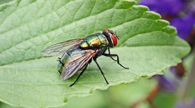 Как избавиться от мух в доме и квартире: 9 самых эффективных средств