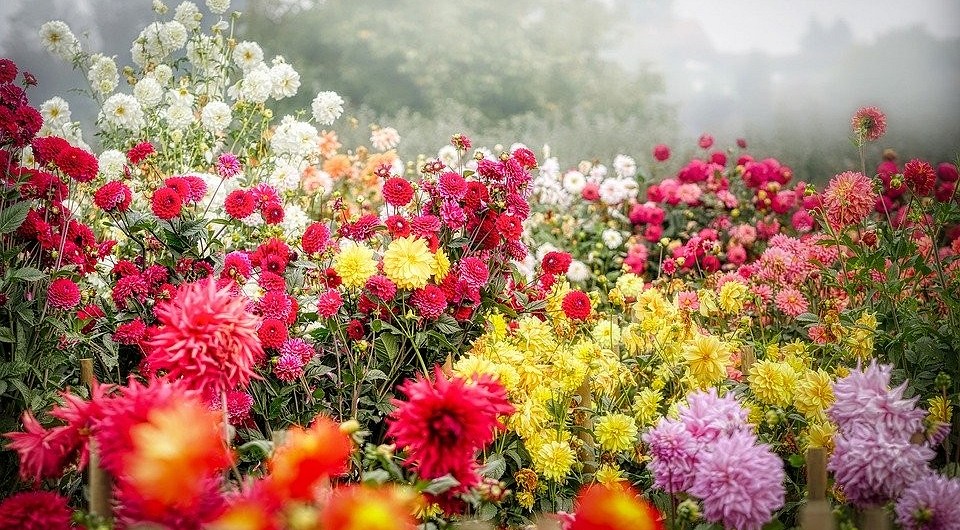 Какие цветы посадить осенью: посадка многолетников, луковичных цветов подзиму