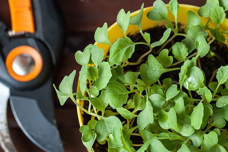 9 дачных дел, которые самое время выполнить в феврале