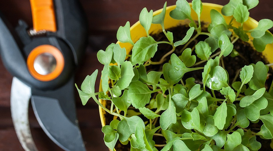 9 дачных дел, которые самое время выполнить в феврале