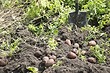 5 подходящих сидератов для картофеля, которые нужно посадить осенью