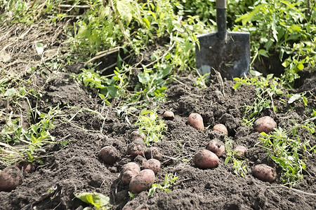 5 подходящих сидератов для картофеля, которые нужно посадить осенью