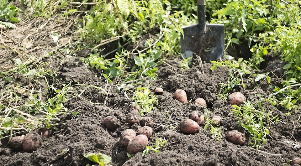 5 лучших сидератов для картофеля осенью: какие и когда сеять