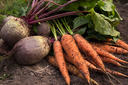 Подсказка для огородника: когда убирать морковь и свеклу с грядок