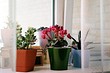 7 трендовых кашпо для маленьких и больших растений (50 фото)