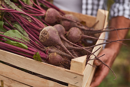 Как хранить свеклу в погребе: 6 способов для запасливых