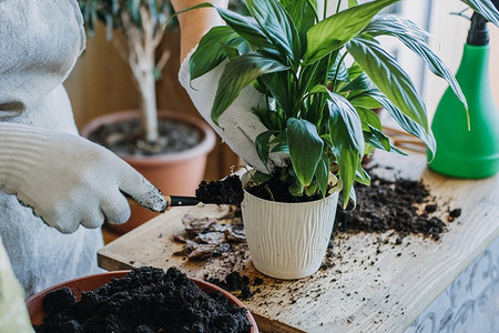 9 причин, которые провоцируют болезни растений после пересадки