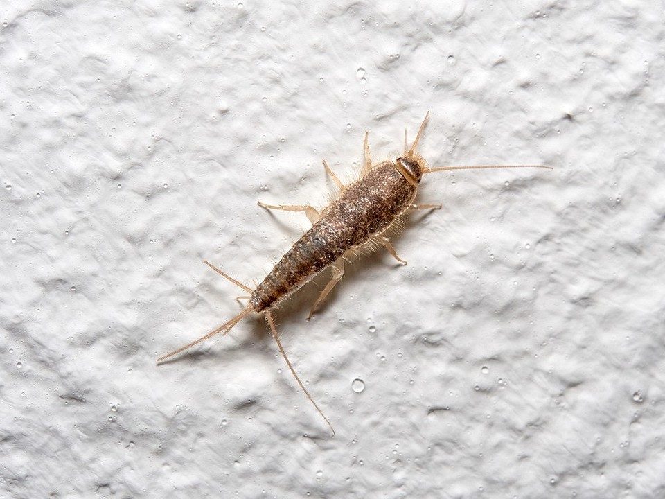 Белые насекомые в ванной и туалете: причины появления и способы избавиться  | ivd.ru