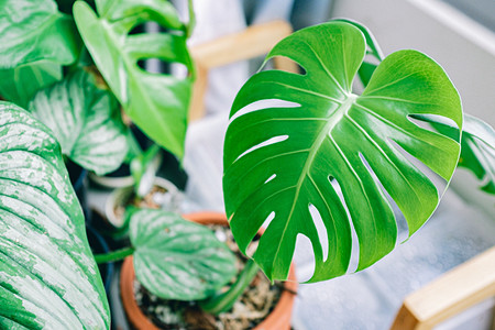 6 самых полезных растений, которые стоит завести дома