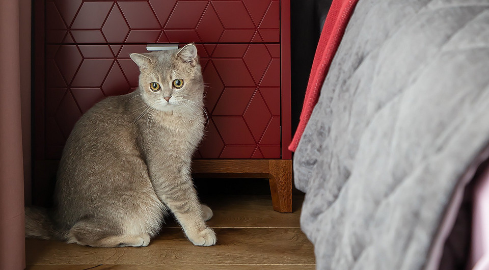 Кто тут такой милый? 23 потрясающих интерьерных кадра с домашними питомцами